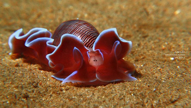 curiosas-babosas-marinas-nudibranquios-13.jpg