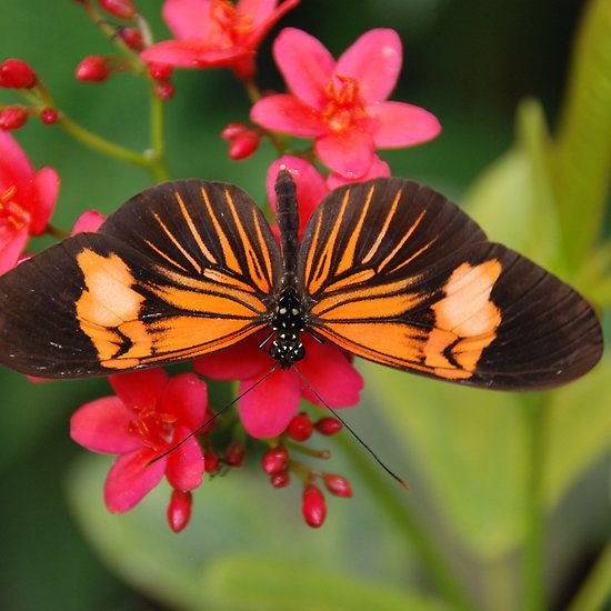 ‘Orange  Beauty  Butterfly ’ by Judy Ann  Grant.jpeg