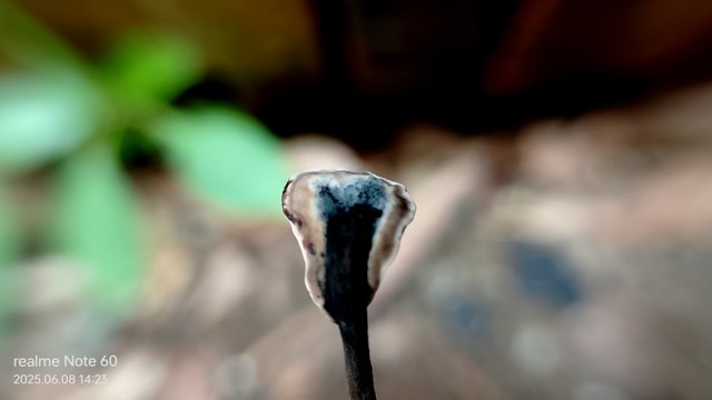 IMG_20250608_142347.jpg