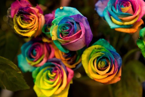 rosas-multicolores-1_500x334.jpg