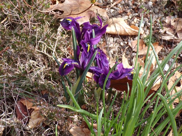 Mt. Holyoke - iris reticulata crop March 2020.jpg