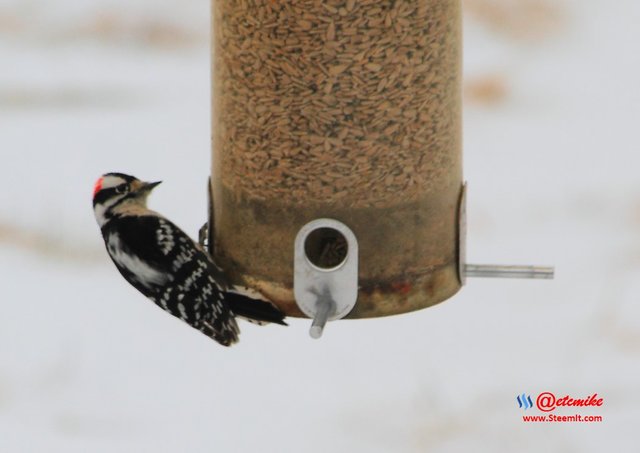 Downy Woodpecker IMG_0260.JPG