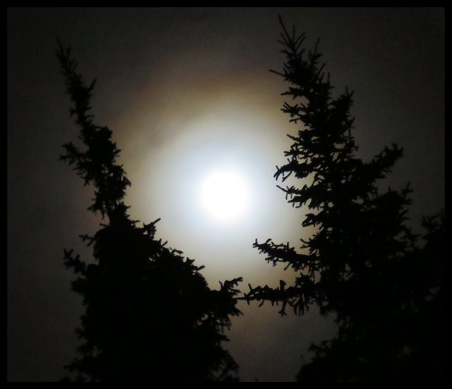 shiny full moon formation of ring spruce silhouettes in foreground Jan 10 2020.JPG
