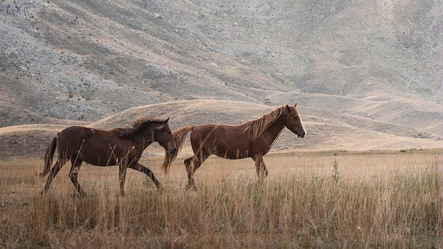 horses-9057950_640.jpg