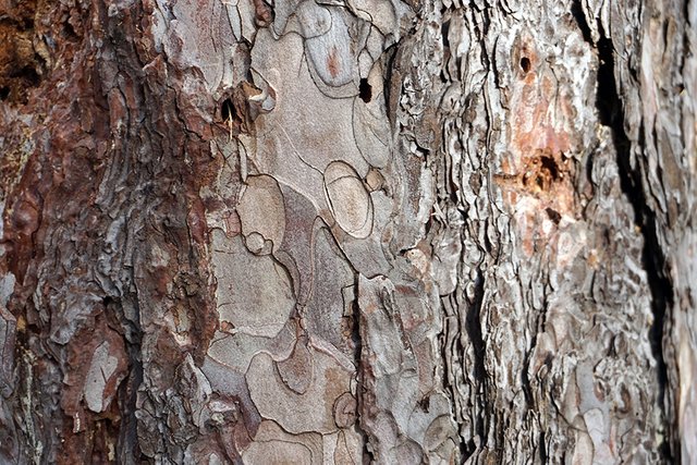 Bark of a Pine Tree II s.jpg