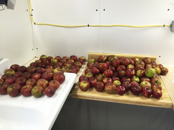 Apples for cider1 crop Sept. 2015.jpg