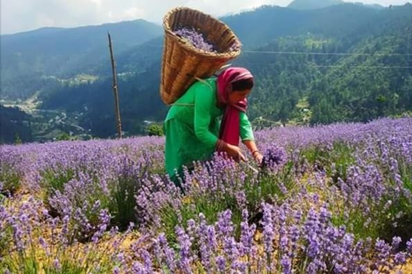 lavender bamboo buckets.jpg