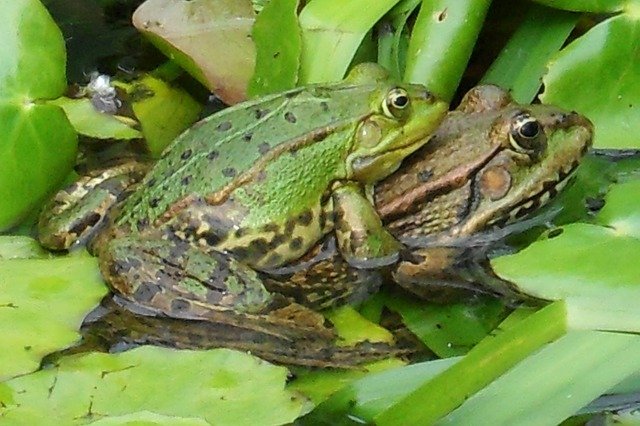 frogs-259647_640.jpg