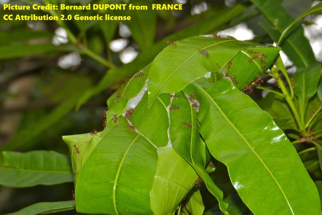 Weaver Ants (Oecophylla_smaragdina) credit Bernard DUPONT from FRANCE 2.0 generic.jpg