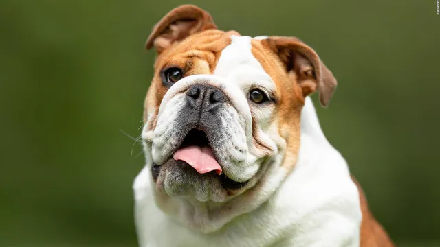 220615105053-unhealthy-english-bulldogs-full-169.webp