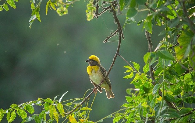 baya-weaver-9058783_640.jpg