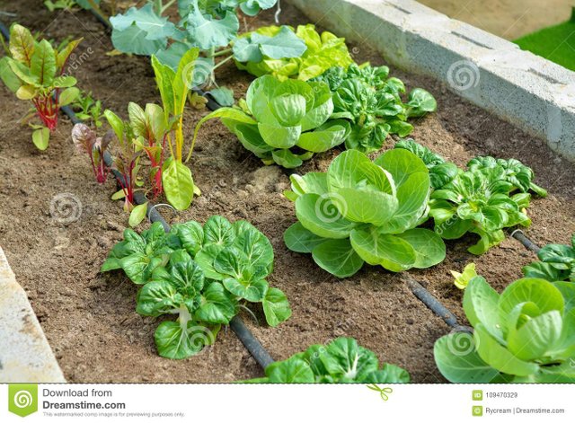 organic-vegetable-garden-drip-irrigation-tape-system-109470329.jpg