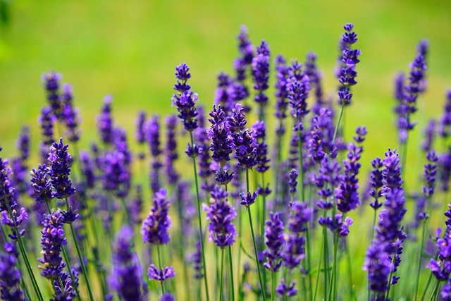 lavender-1117275_1280.jpg
