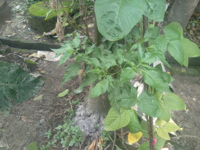 20250701_185212.jpg