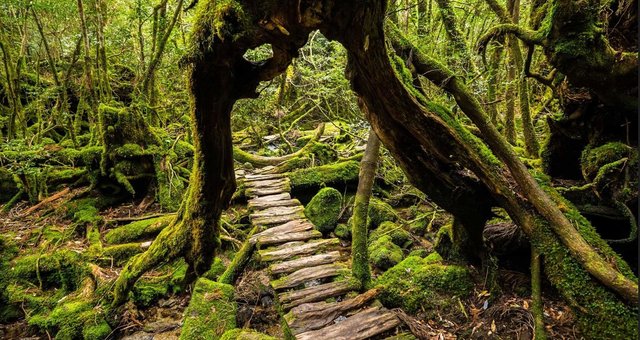 The Ancient Forest on Japan’s Yakushima Island.jpg