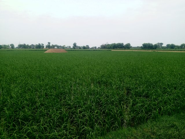 IMG_20250709_104811_049.jpg