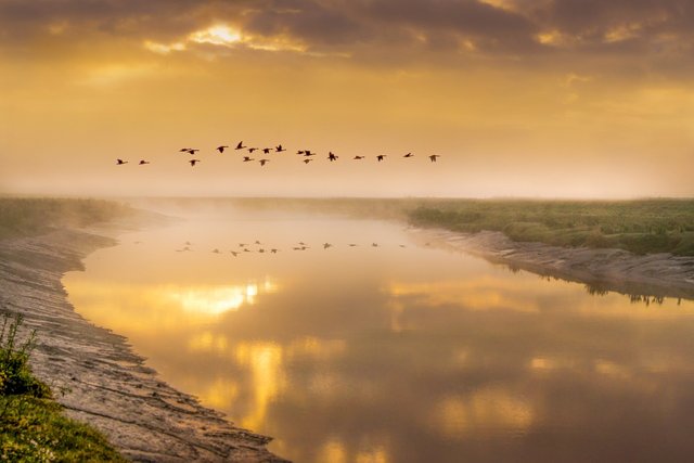 birds-in-flight-5366034_1280.jpg