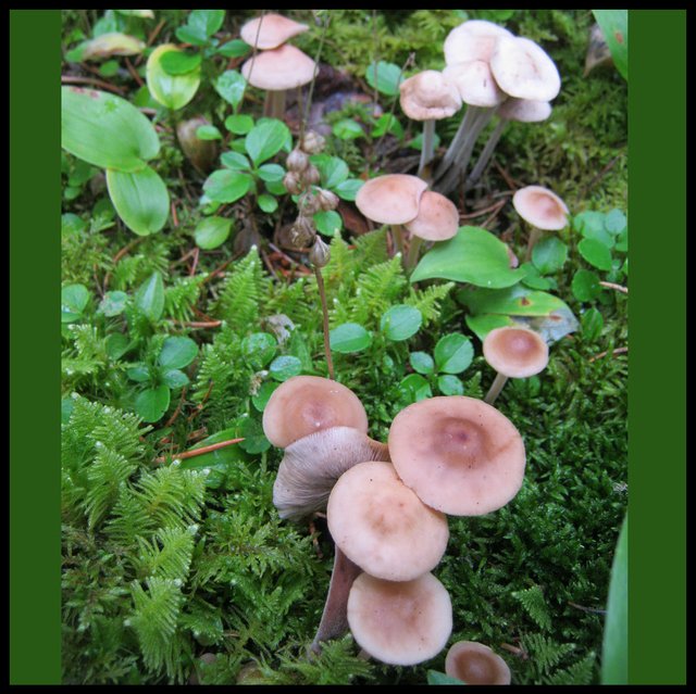 colony of little brown mushrooms.JPG