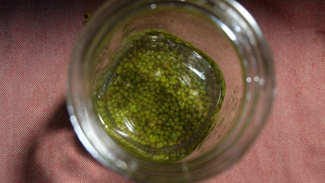 mung-bean-sprouts-1.jpg