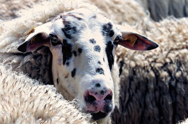 sheep-4196562_1280.jpg