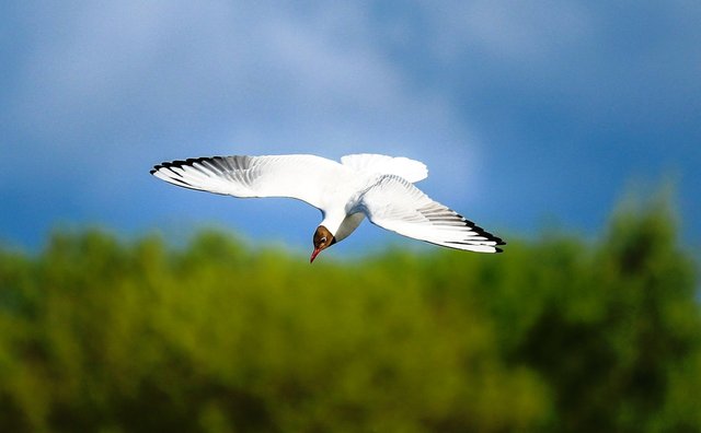 seagull-2360989_1280.jpg