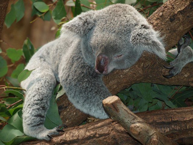 koala-bear-9960_960_720.jpg