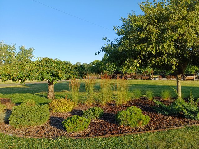 20250724_064148.jpg