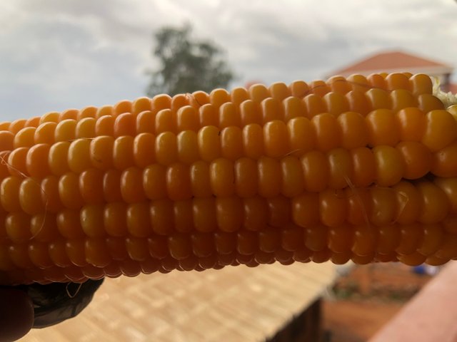 IMG_7958.jpeg