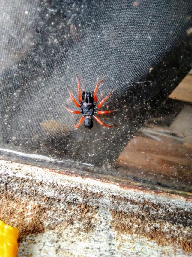 red legged purseweb spider.jpg