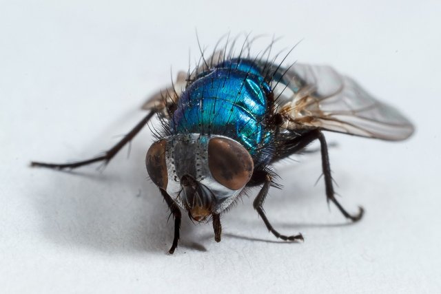 housefly-2659795_1280.jpg