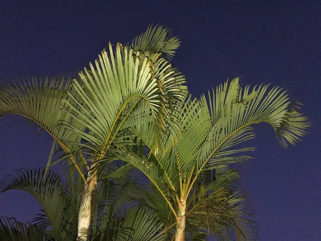 palms against evening sky 1024.jpg