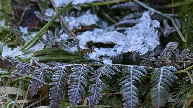 6224430500-coastal-trackfrozen-fern (FILEminimizer).jpg