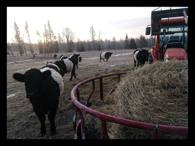 cow.jpg