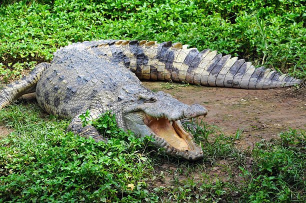 hungry-crocodile-in-grassy-muddy-setting-picture-id153690903.jpg