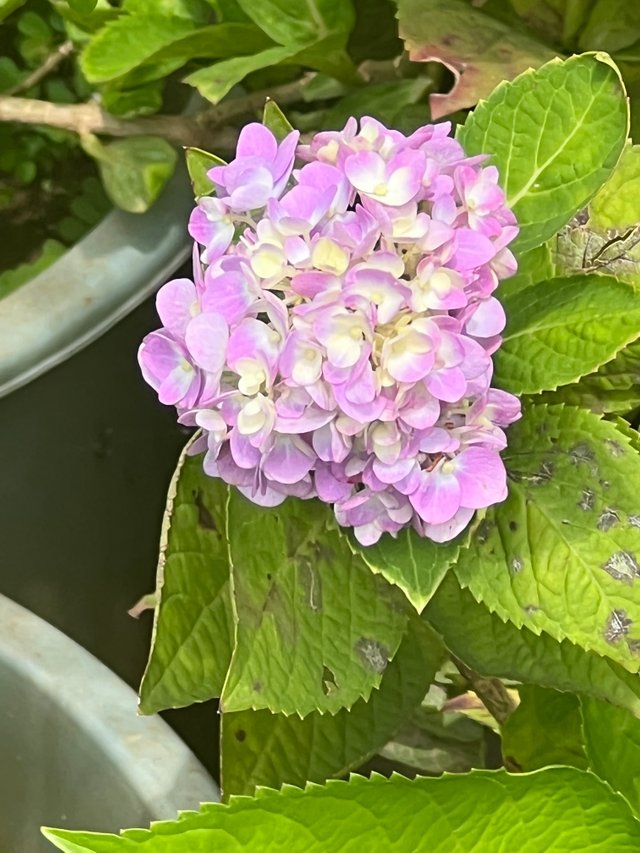 IMG_6355.jpeg