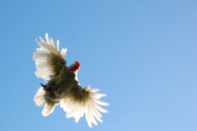 flying-chicken.jpg