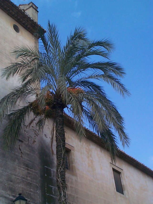 Date Palm Spain.jpg