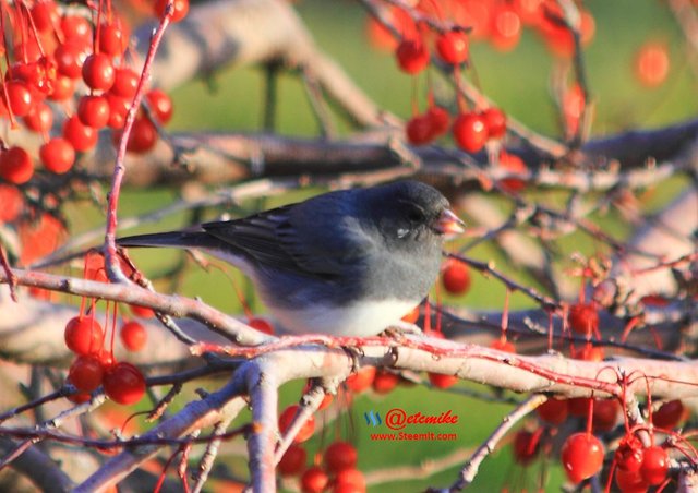 Dark-eyed Junco PFW0172.JPG