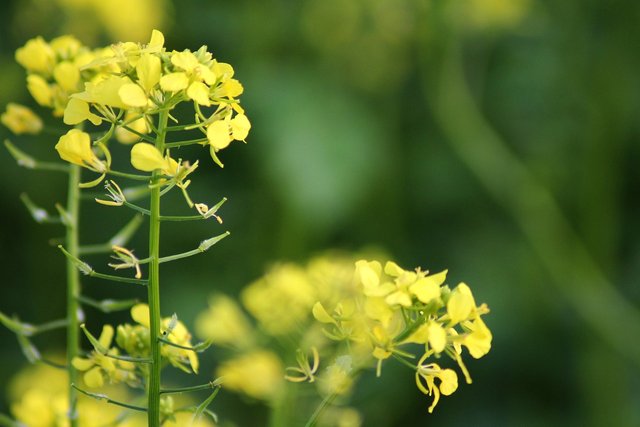 green-manure-4536880_1280.jpg