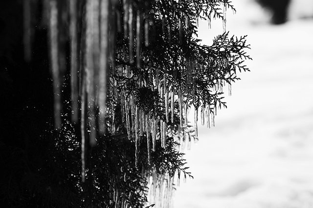 Icicles_2020_008_s_BW.jpg