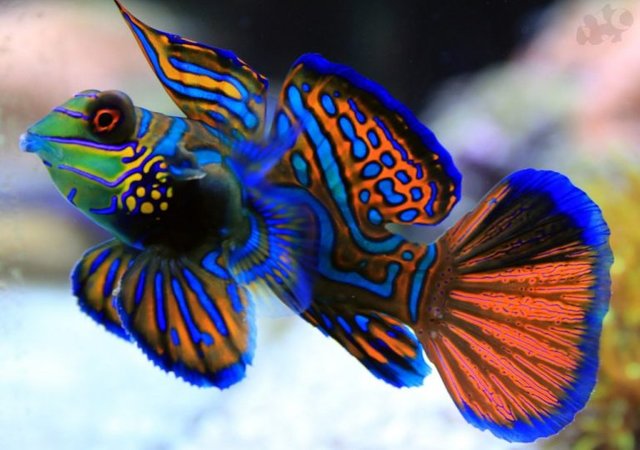 Mandarin-Fish-1024x720-1-768x540.jpg