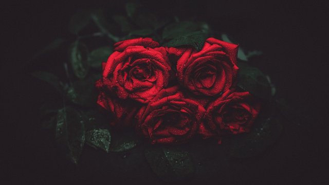 roses_drops_buds_dark_background_118209_1280x720.jpg