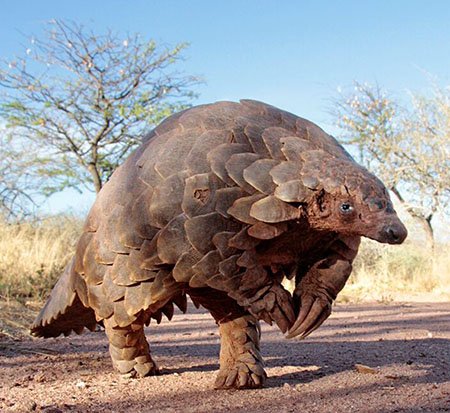 pangolin-01a.jpg