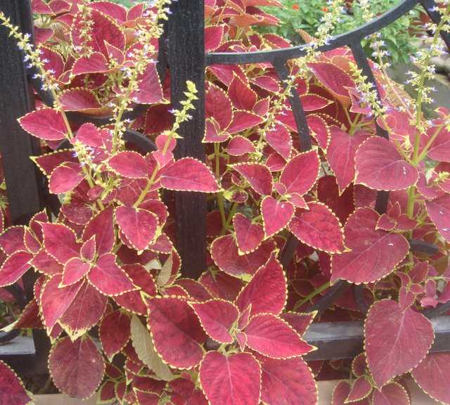 3Coleus.JPG