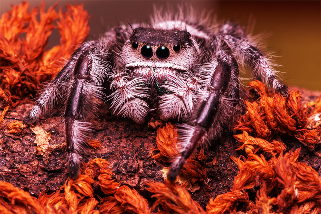 funnel web.png