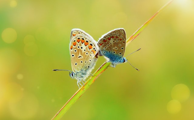 polyommatus-icarus-4066785_1920.jpg