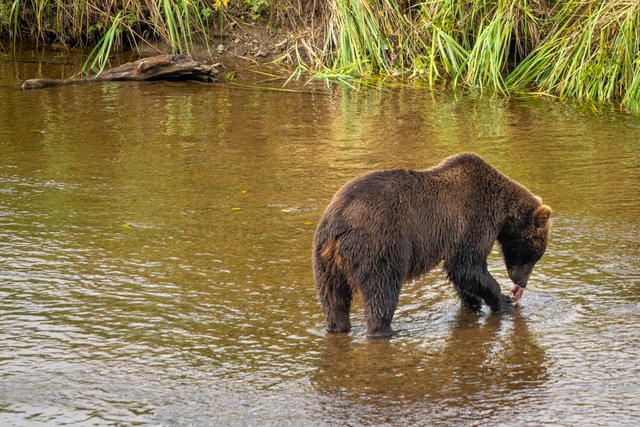 Alaska (1).jpg