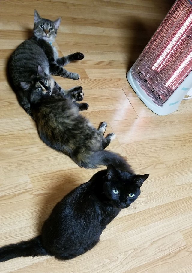 20190110_232646 - Kitties enjoying the heater.jpg