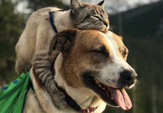 cat-and-dog-featured.jpg