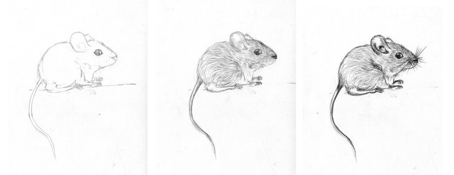 mouse-process.jpg